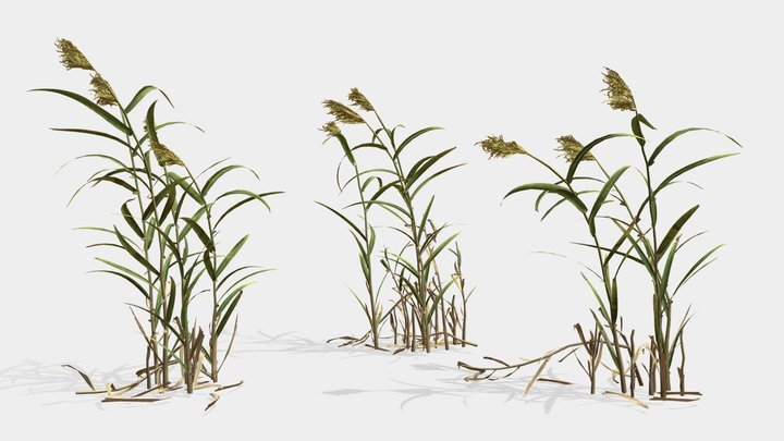 Common reeds (Phragmites australis) set 3D Model