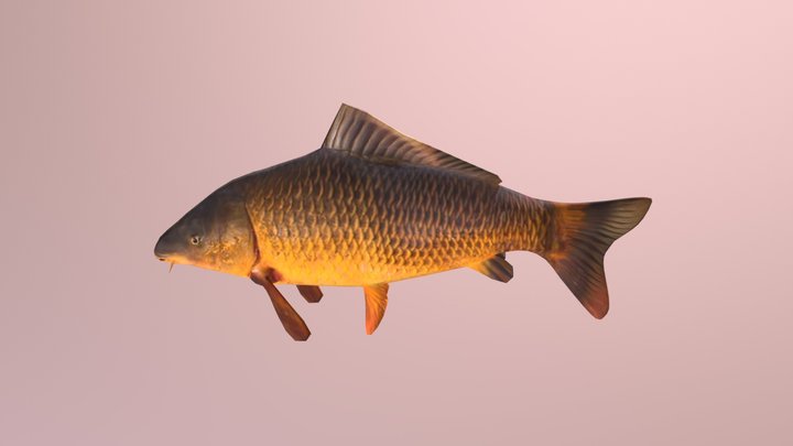 Carp Fish 3D Model