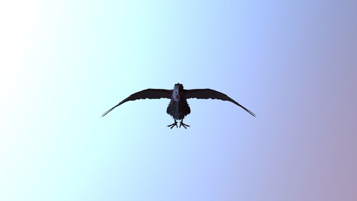 Crow rig 3D Model