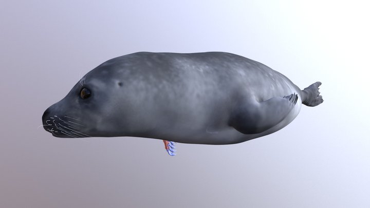 Harbor seal 3D Model