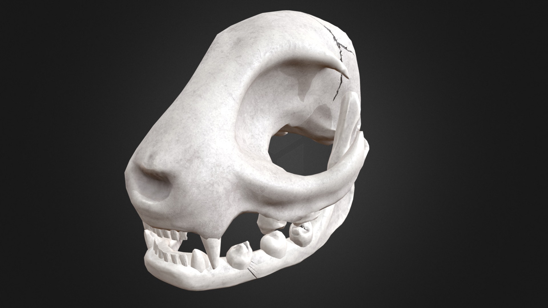 3D model Cat Skull - This is a 3D model of the Cat Skull. The 3D model is about a human skull with a human mouth.