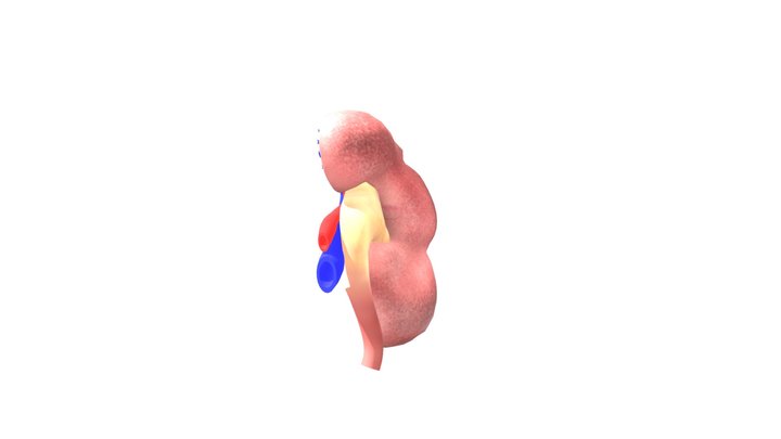 Human kidneys anatomy 3D Model