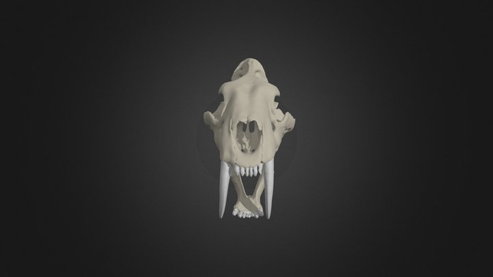 Smilodon fatalis 3D Model