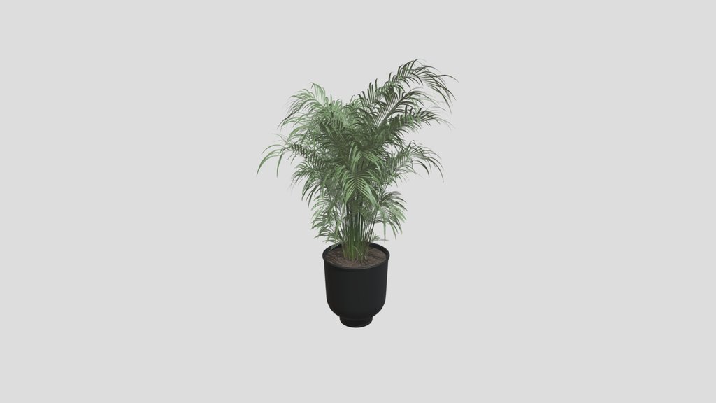 Indoor Areca Palm
