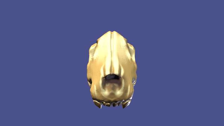 wolf_skull 3D Model