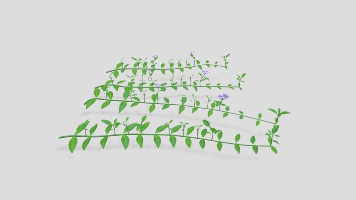 Vinca minor - Lesser Periwinkle 3D Model