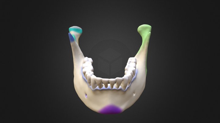 Mandible bone 3D Model