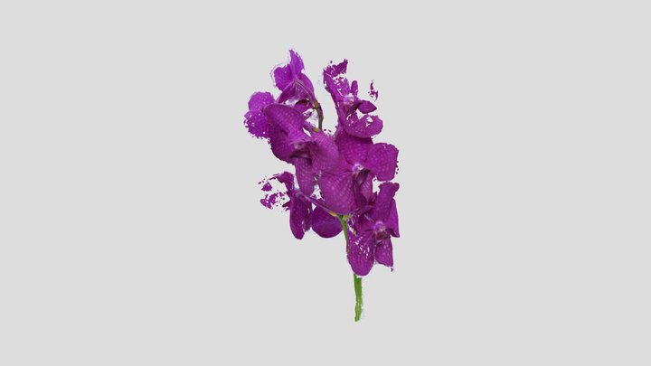 Vanda Orchid Explosion 3D Model