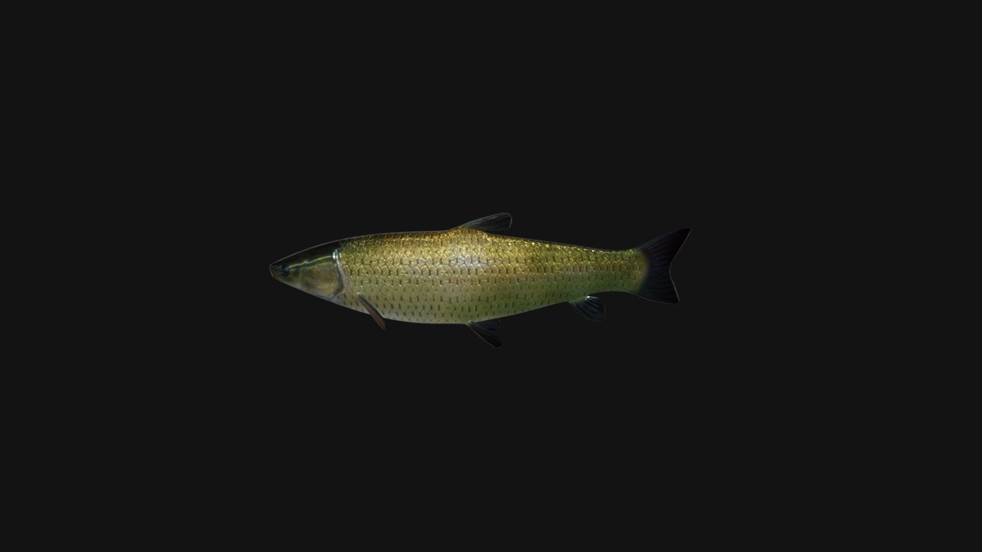 Grass Carp Animated Model - 3D model by EugeneOst [9f3d62a] - Sketchfab