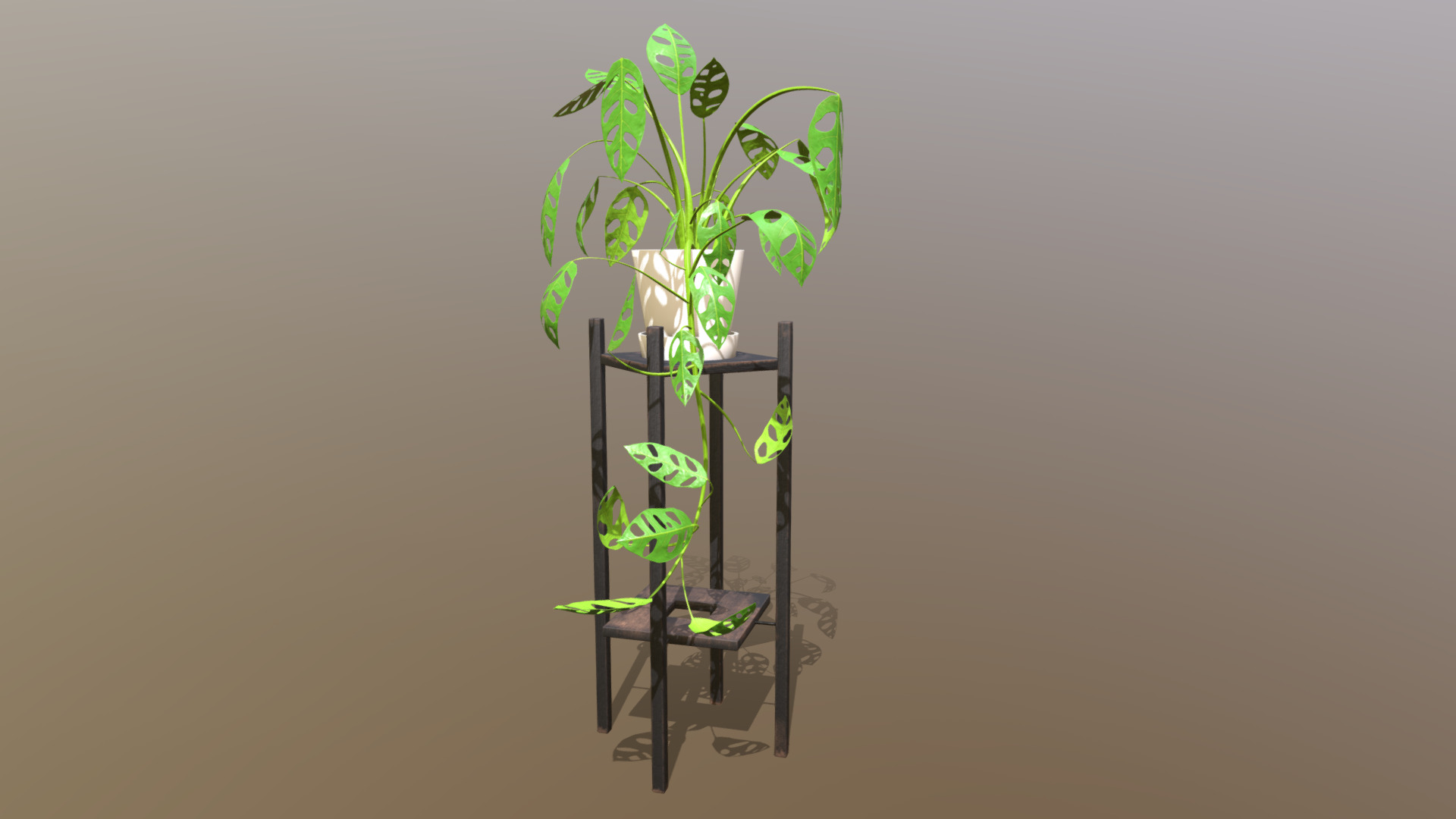3D model Indoor plant / Monstera adansonii on stand - This is a 3D model of the Indoor plant / Monstera adansonii on stand. The 3D model is about a plant on a chair.