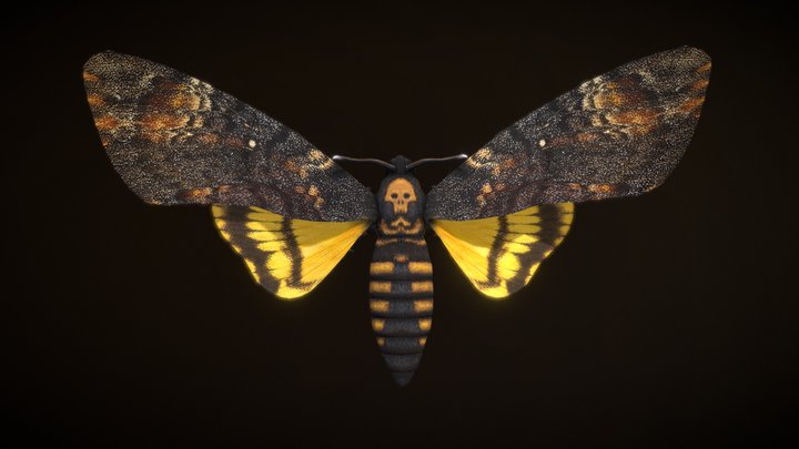 Death's-Head Hawkmoth 3D Model