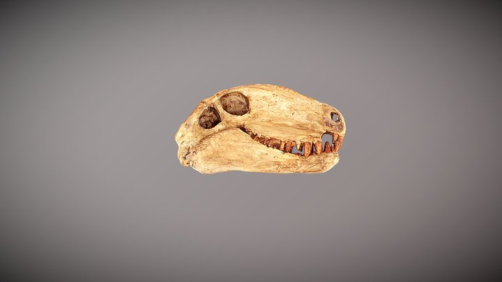 Dimetrodon Skull - Early Permian 3D Model