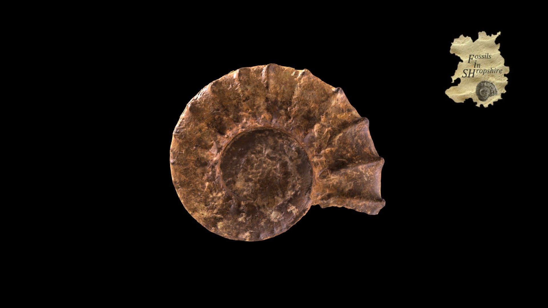 Ammonite - Peltoceras