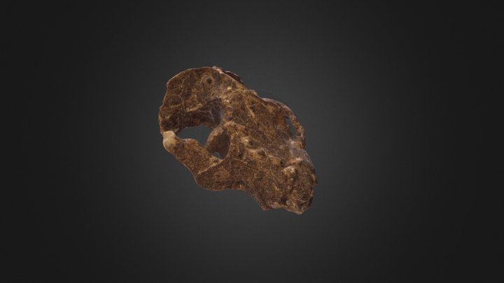 Taeniolabis skull 3D Model
