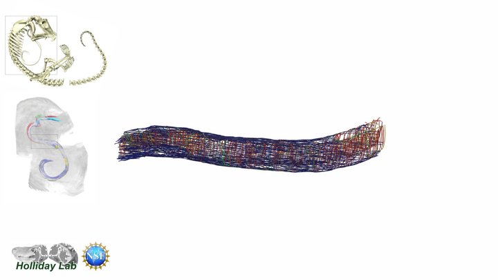 3D xiphisternalis muscle of a pangolin tongue