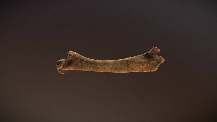 Bone.1 3D Model