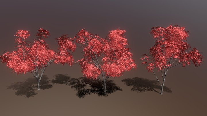 Maple Trees 3D Model