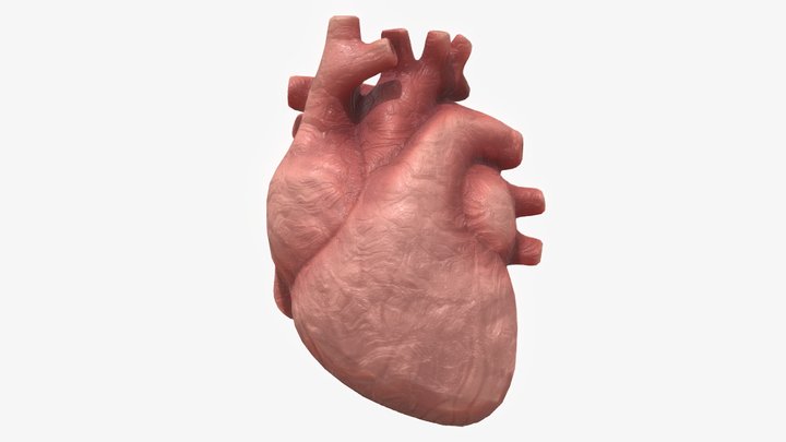 Clay Human Heart 3D Model