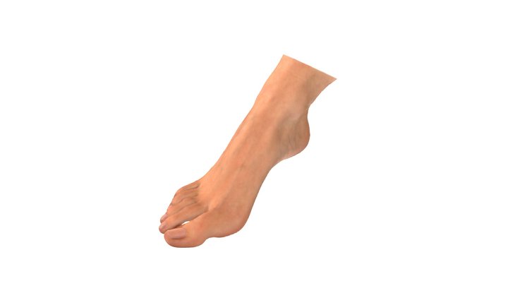 Fuß (weiblich) Scan - 3 3D Model
