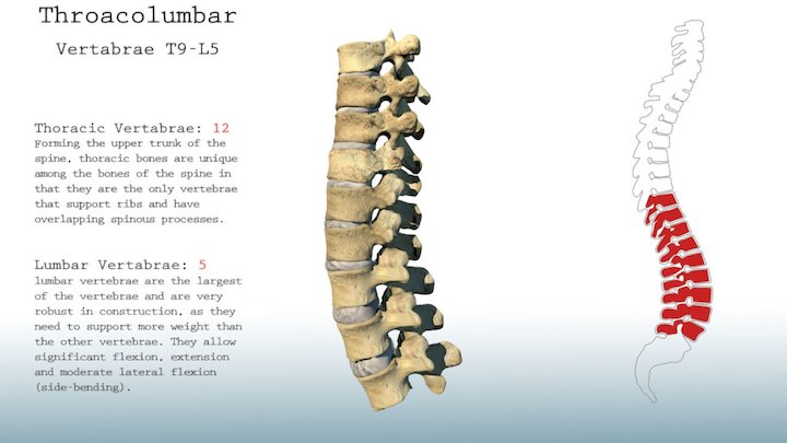 T9-L5 Fused Vertebrae 3D Model