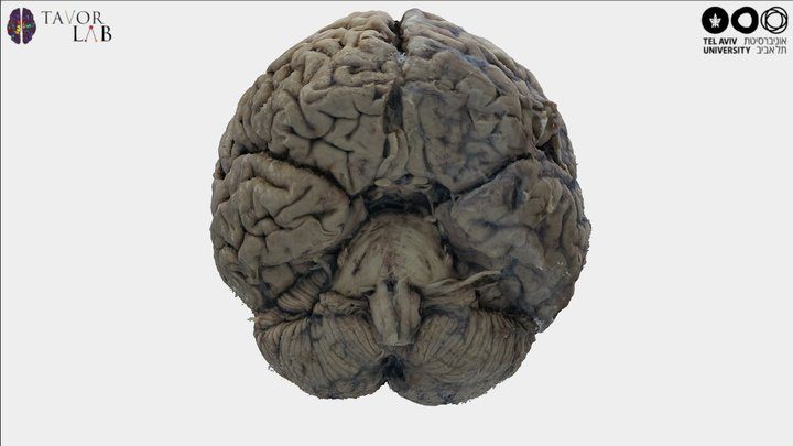 Whole brain: Main regions 3D Model