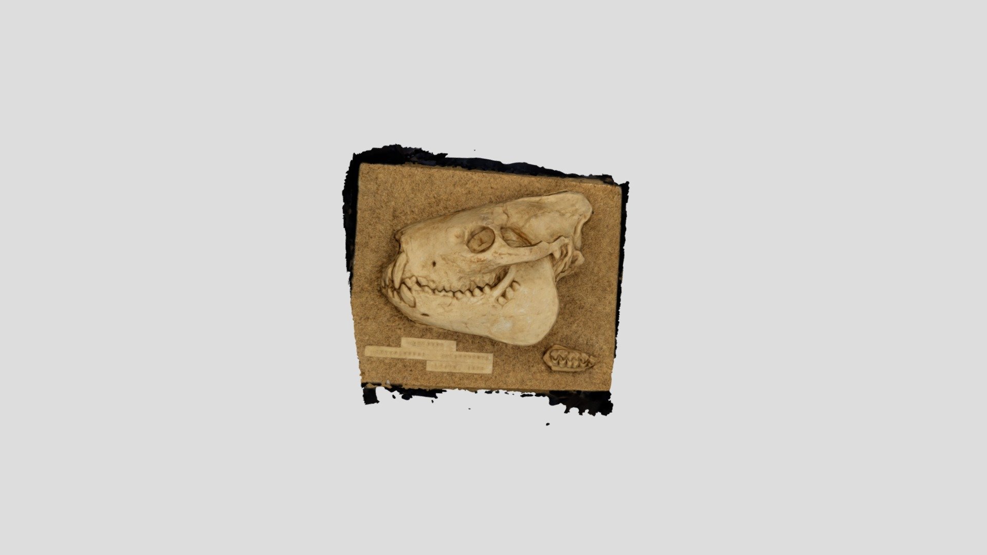 Merycoidodon