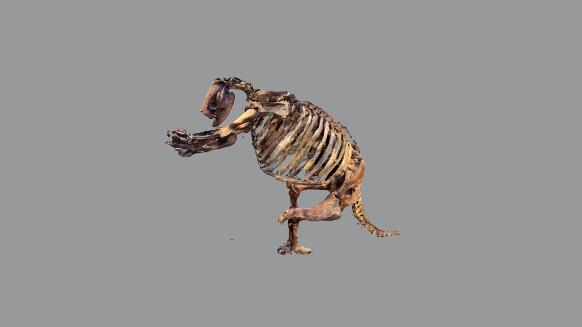 Gaint Sloth