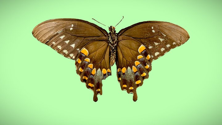 Papilio troilus - Spicebush Swallowtail 3D Model