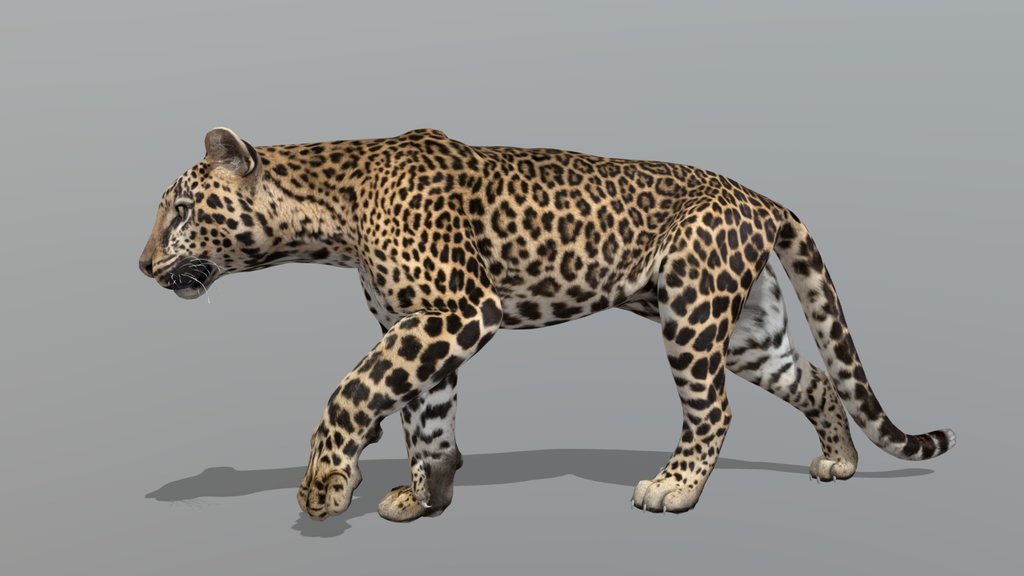 Leopard – Realistic Animated 3D Model