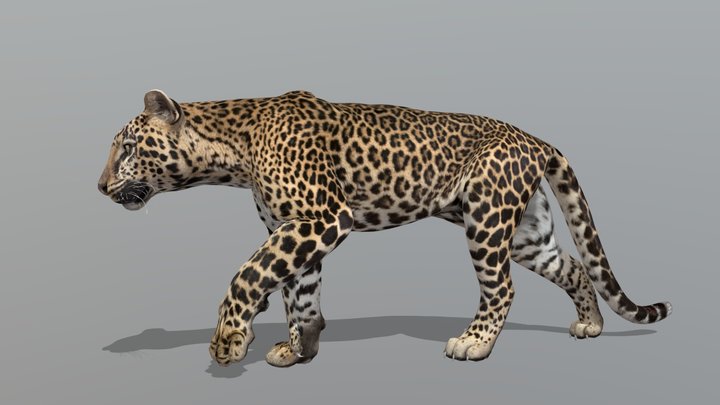 Leopard – Realistic Animated 3D Model – Free 3D Model STL
