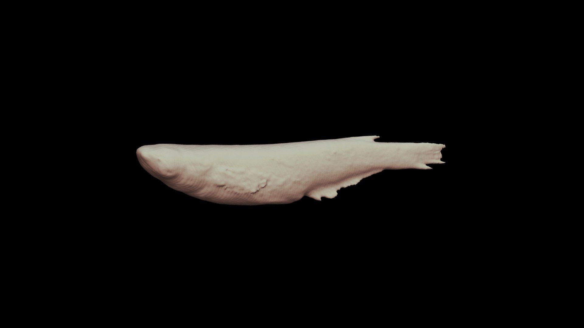 キタノメダカ Japanese ricefish, Oryzias sakaizumii