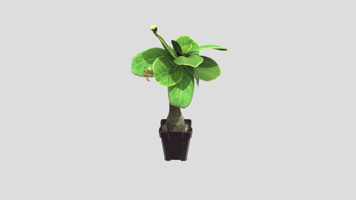 Alula Plant 3D Model