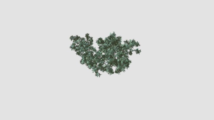 Salix fragilis 3D Model
