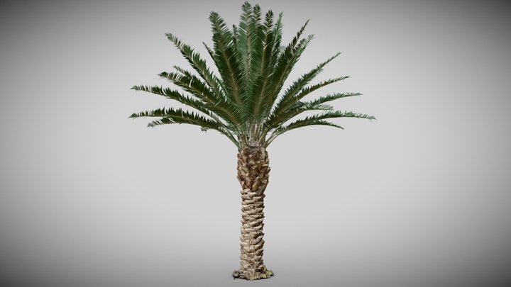 Phoenix palm tree - T7 A22 3D Model