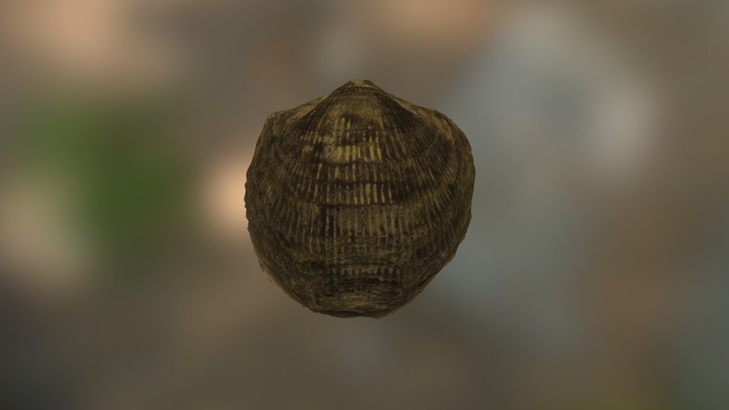 Brachiopod 7