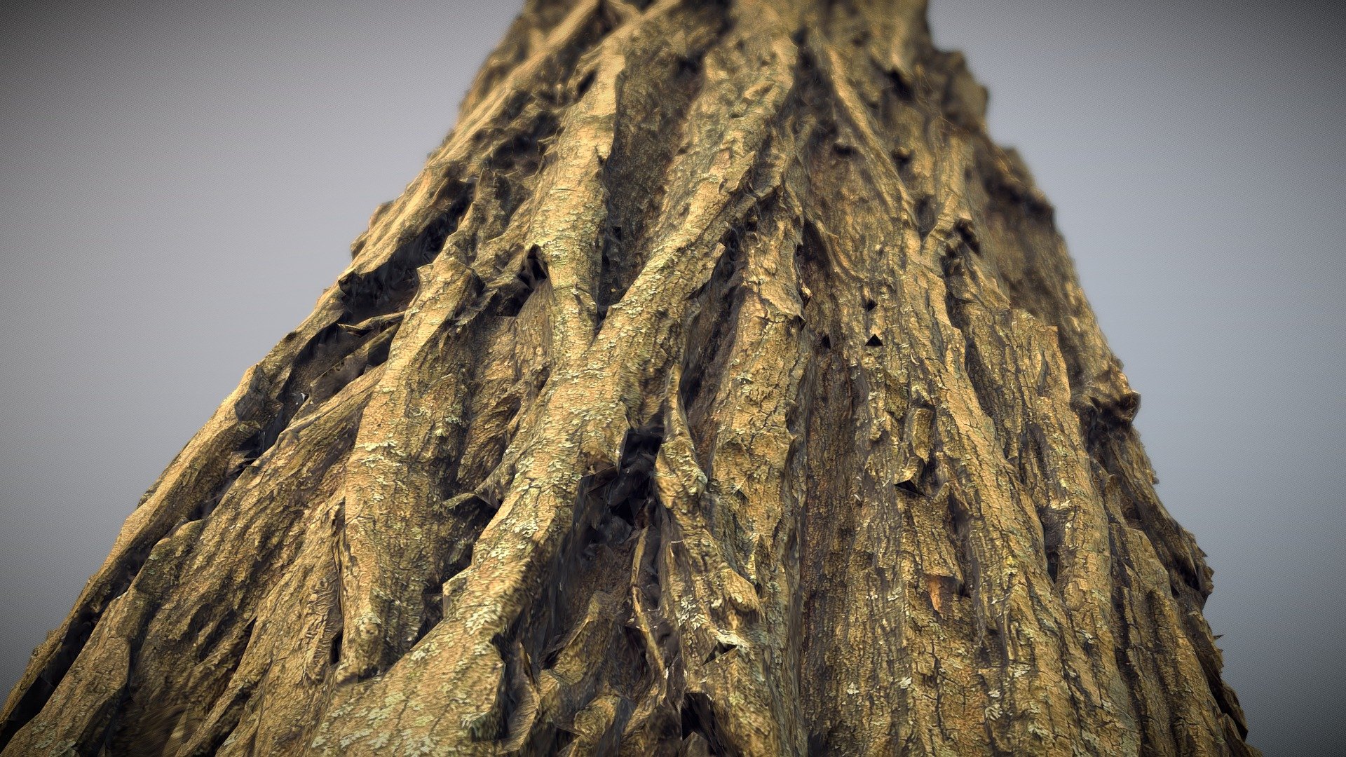 Bark 2 Photogrammetry