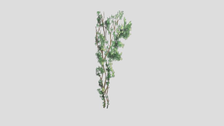 SM_ Vine Branch_CAO 3D Model