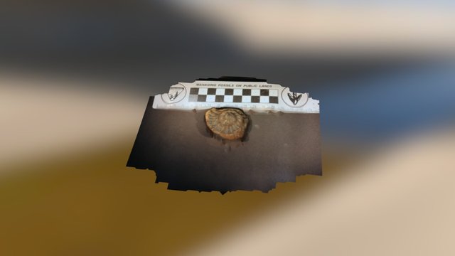 Ammonite Fossil 3D Model