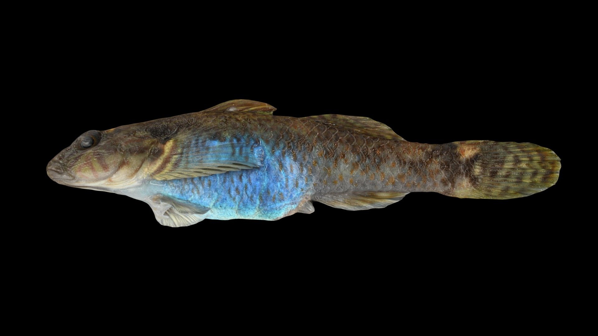 シマヨシノボリ ♀ Freshwater Goby, Rhinogobius nagoyae