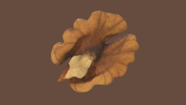Walnut Seed 3D Model