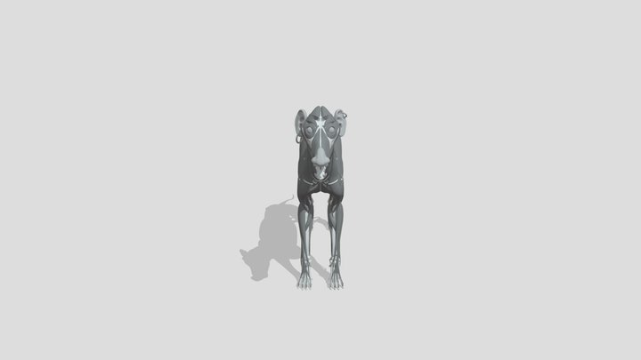 canineEcorcheDecimated 3D Model