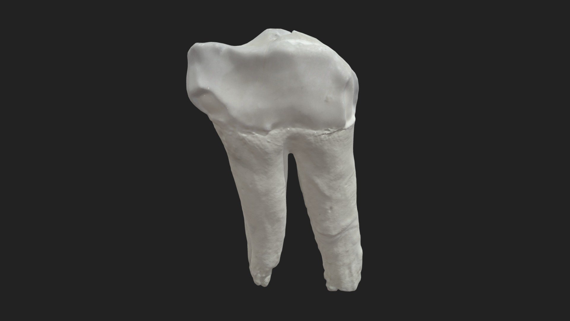 2nd cheek tooth (2nd premolar) pig (lower jaw) - Download Free 3D model ...