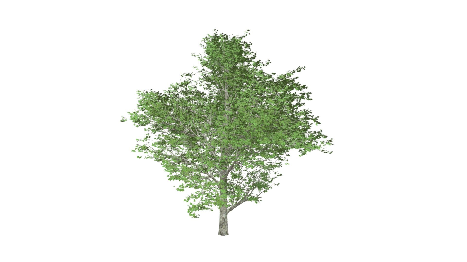 Red Maple Tree #09 - Buy Royalty Free 3D model by meshshape [9f92095 ...