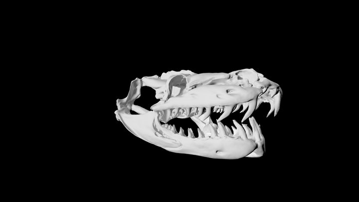 Reticulated Python Skull 3D Model