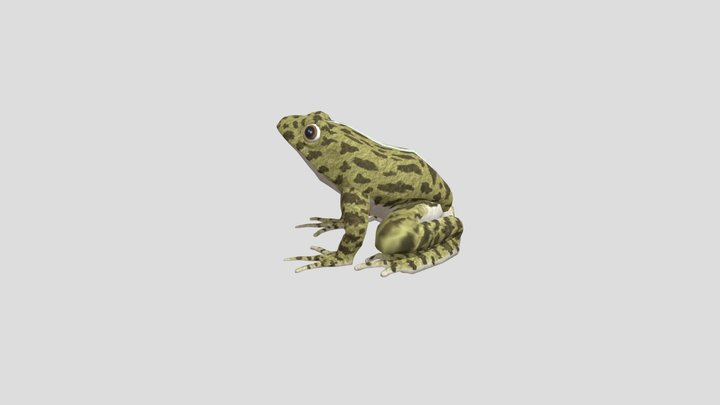 Fejervarya limnocharis 3D Model
