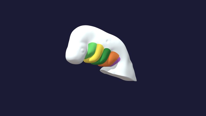 Quarta Semana - Arcos Faríngeos 3D Model
