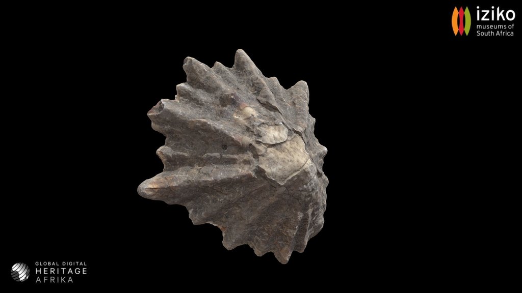 Shell
