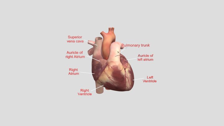 Heart_FullV1 3D Model
