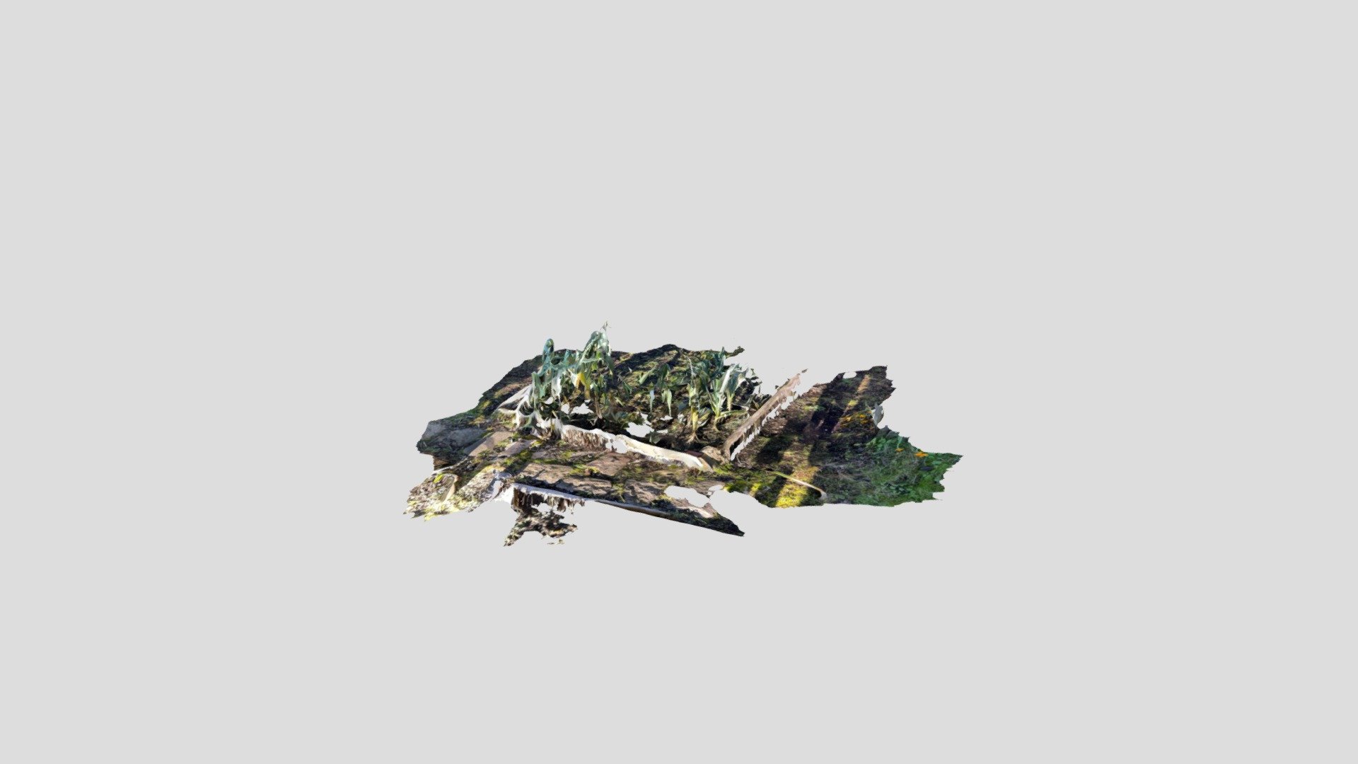 植物2