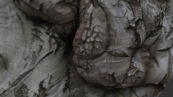 Wood Burl 3D Model